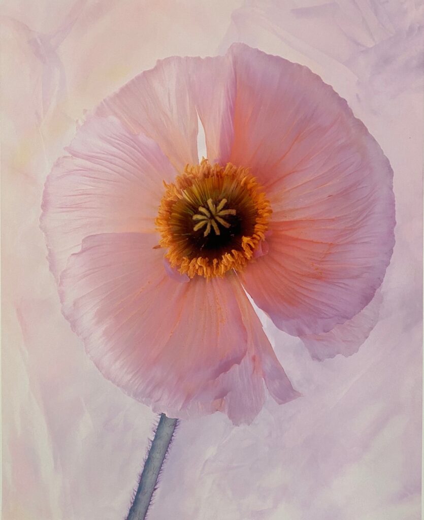 Papavero Chiaro
2010