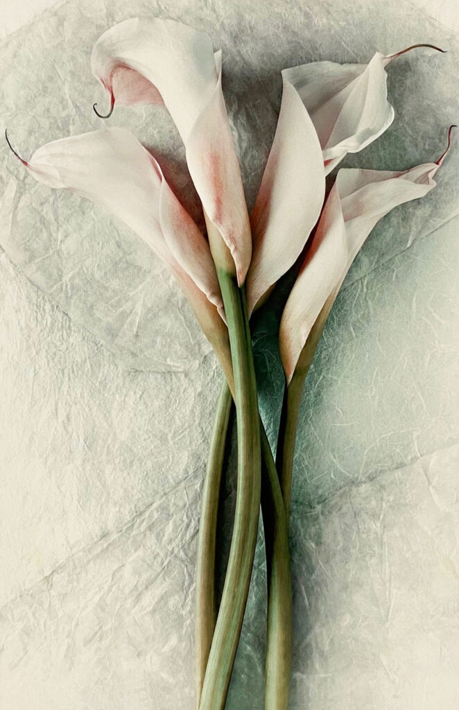 4本のカラー, 2002-2010